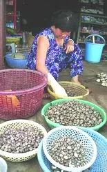 Ốc hương Gò Công đang cạn kiệt